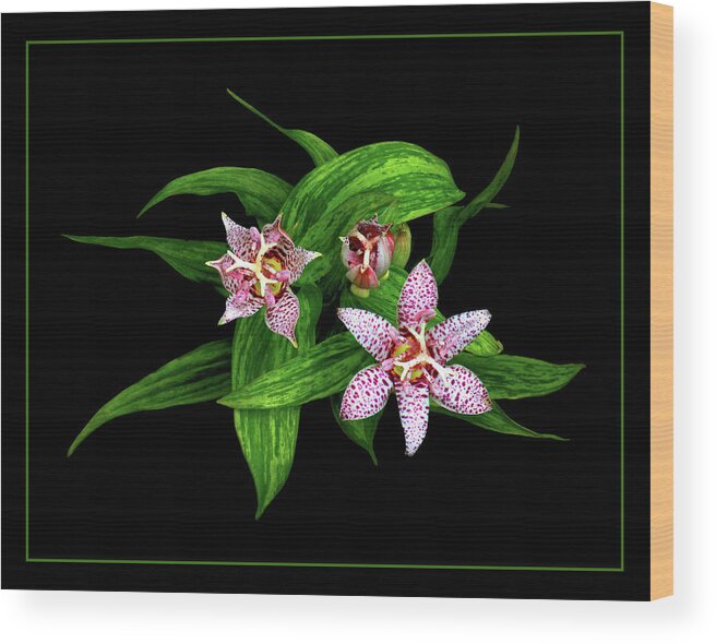 Toad Lily Wood Print featuring the photograph Toad Lily by Carolyn Derstine