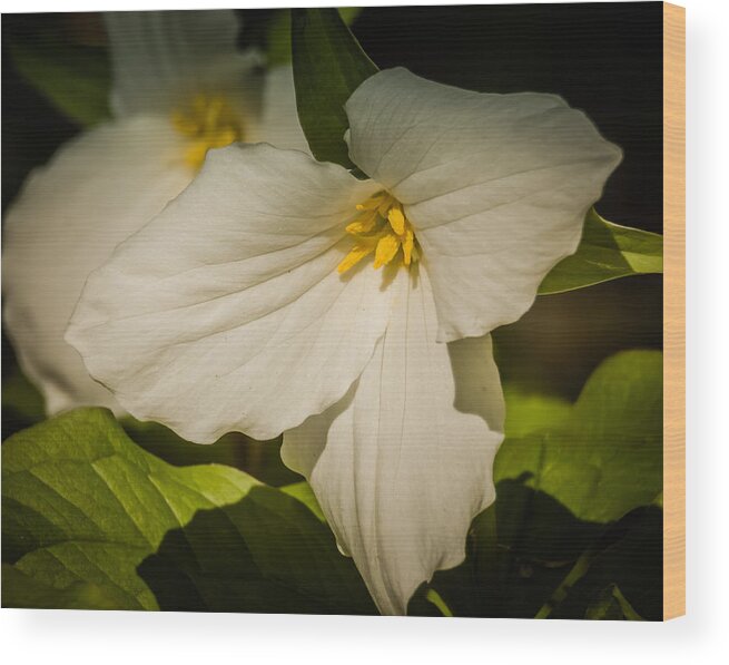 Wildflower Wood Print featuring the photograph Touched By A Trillium by Terry Ann Morris
