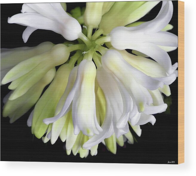 Flower Wood Print featuring the photograph Transition in White by JoAnn Lense