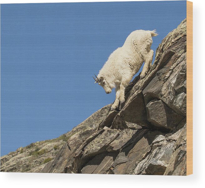 Mountain Goat Wood Print featuring the photograph Treturous Descent by Lois Lake
