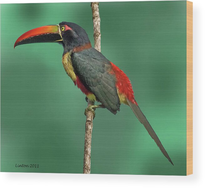 Fire-billed Aracari Wood Print featuring the photograph Tropical Beauty by Larry Linton