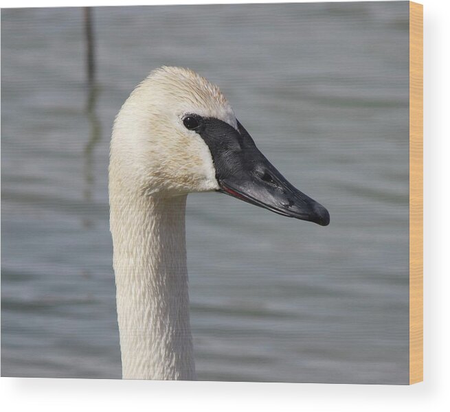 Swan Wood Print featuring the photograph Trumpeter Portrait by David Pickett