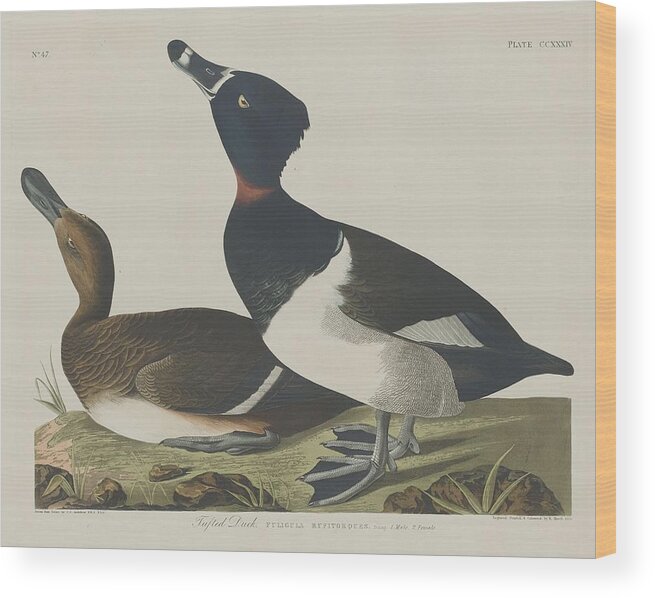 Audubon Wood Print featuring the drawing Tufted Duck by Dreyer Wildlife Print Collections 