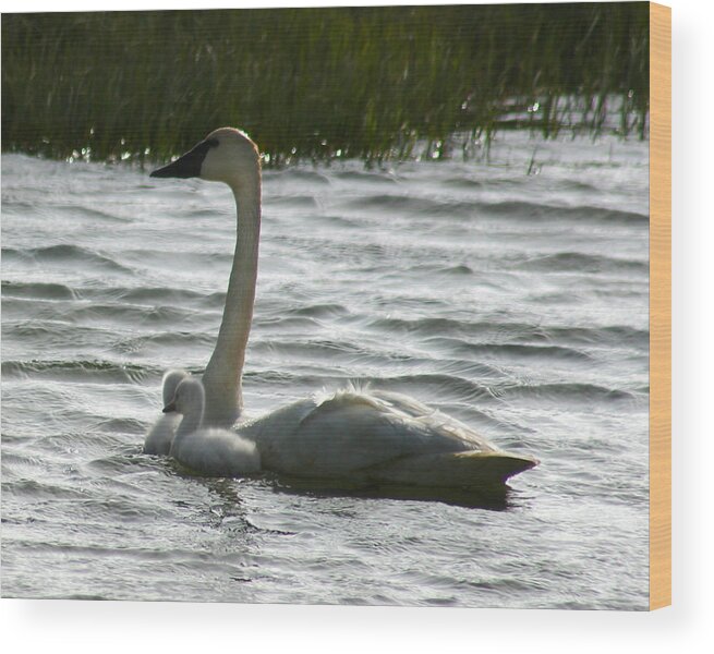 Swans Wood Print featuring the photograph Tundra Swan and Signets by Anthony Jones