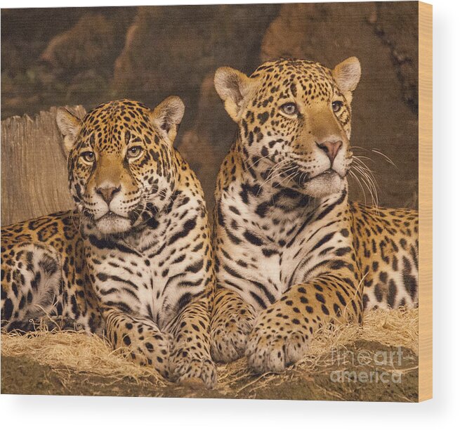 Cheetahs Wood Print featuring the photograph Twin Cheetahs by Timothy Johnson