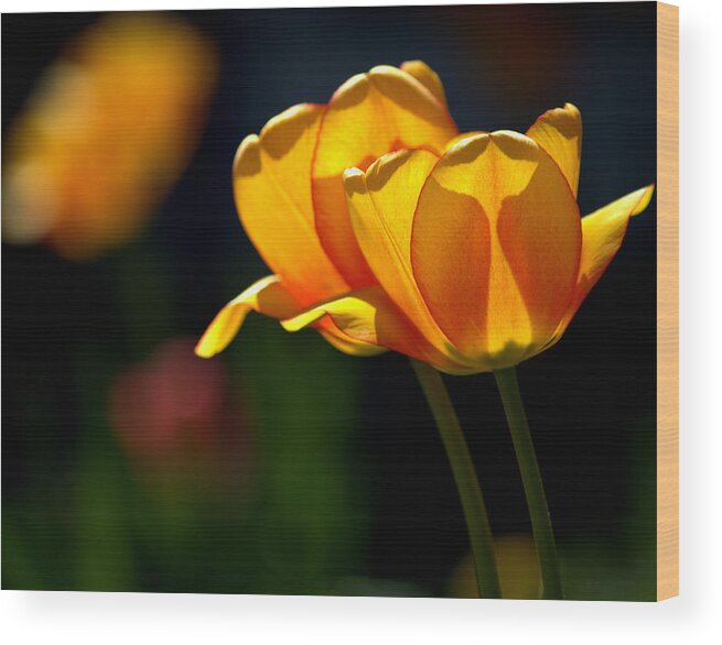 Art Wood Print featuring the photograph Twin Yellow Tulips by Joan Han