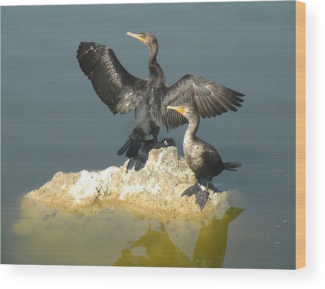 Birds Wood Print featuring the photograph Two Cormorants by Rosalie Scanlon