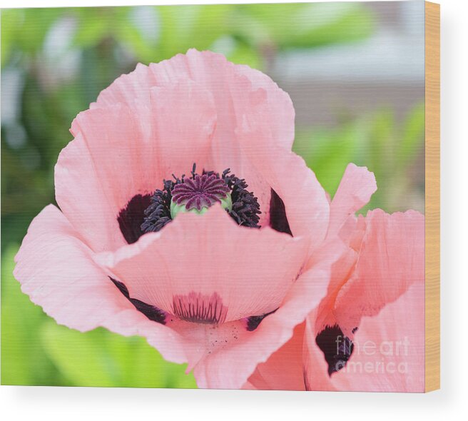 Pink Wood Print featuring the photograph Two Pink Poppies by Maria Janicki