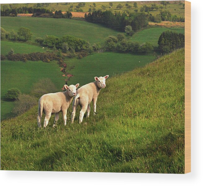 Wales Wood Print featuring the digital art Two Welsh Lambs by Vicki Lea Eggen