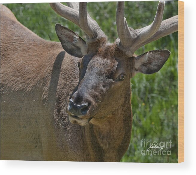 Bull Elk In Velvet Wood Print featuring the photograph UP Close by Bon and Jim Fillpot
