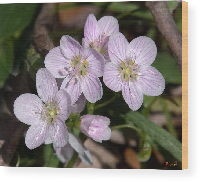 Spring Wood Print featuring the photograph Virginia or Narrowleaf Spring-Beauty DSPF041 by Gerry Gantt