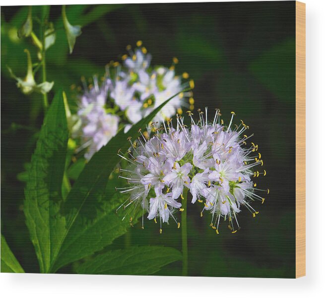 Virginia Waterleaf Wood Print featuring the photograph Virginia Waterleaf at Lost Valley by Michael Dougherty