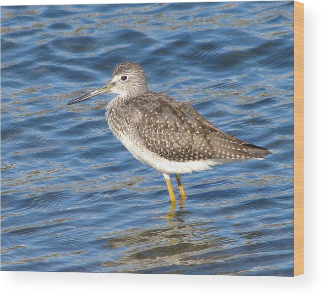 Wildlife Wood Print featuring the photograph Wading Yellowlegs by William Selander