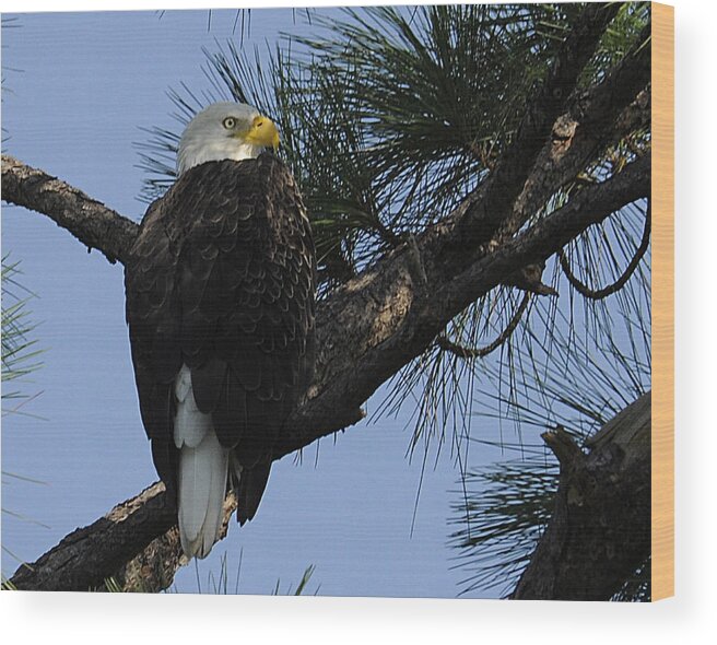Eagle Wood Print featuring the photograph Waiting and Watching by Keith Lovejoy