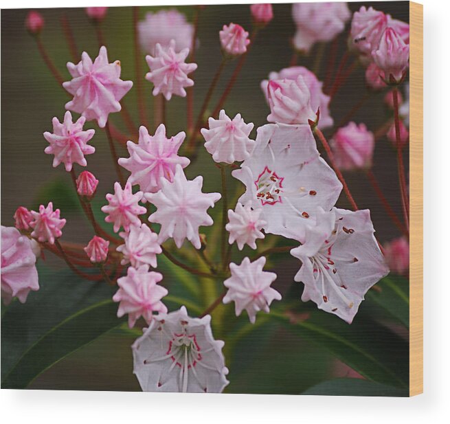 Mountain Laurel Wood Print featuring the photograph Waiting to Burst by Randy Bodkins