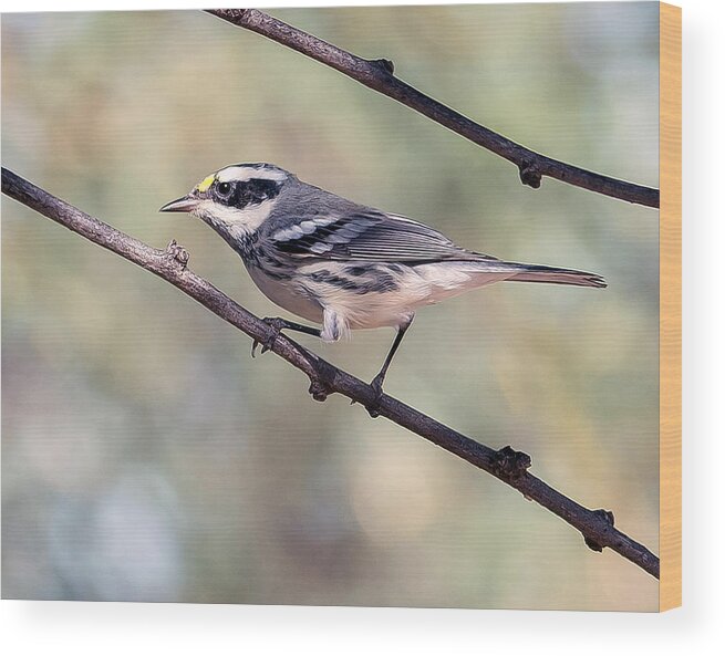 Bird Wood Print featuring the photograph Black-Throated Gray Warbler by Tam Ryan