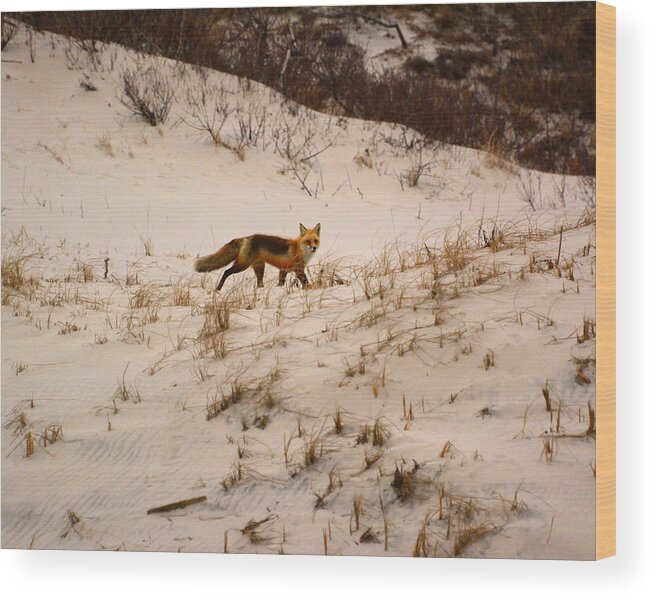 Walking Red Fox Wood Print featuring the photograph Walking Fox by Raymond Salani III