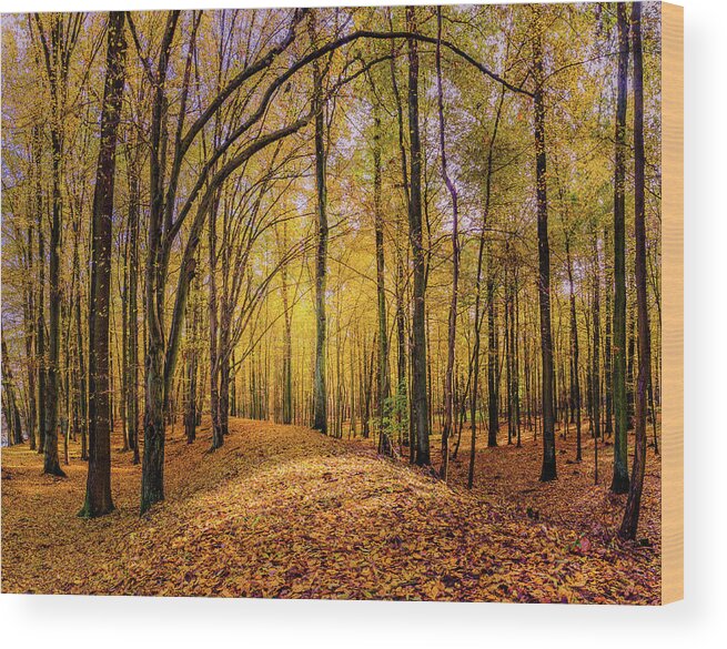 Europe Wood Print featuring the photograph Walkway in the autumn woods by Dmytro Korol