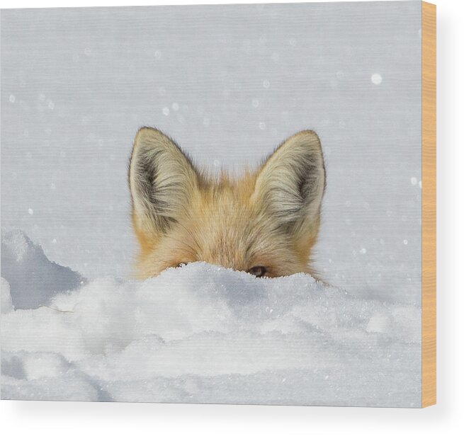 Fox Wood Print featuring the photograph Watchful Eye by Kevin Dietrich