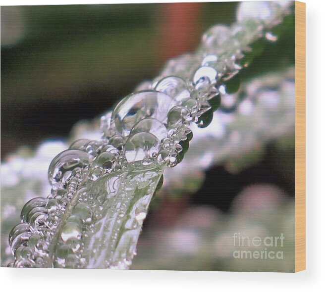 Water Wood Print featuring the photograph Water Droplets by Janice Drew