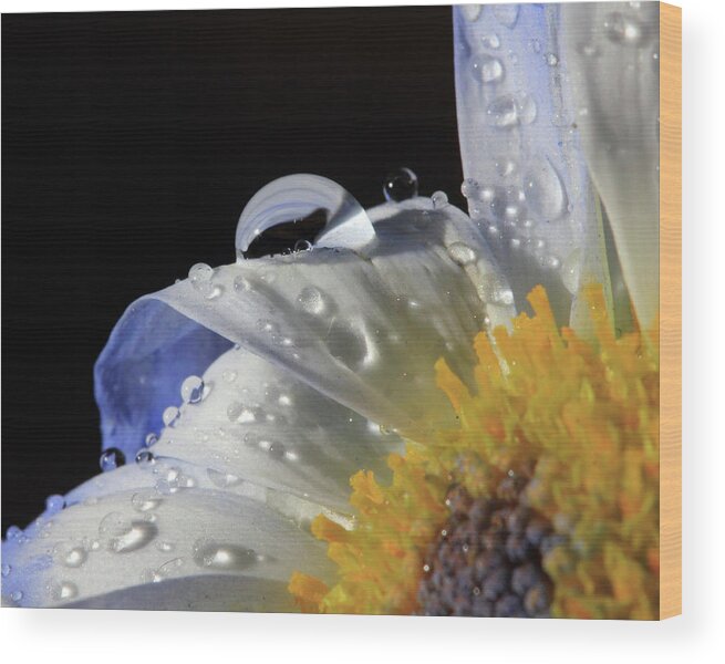 Water Drops Wood Print featuring the photograph Water Drops on Blue Daisy by Angela Murdock