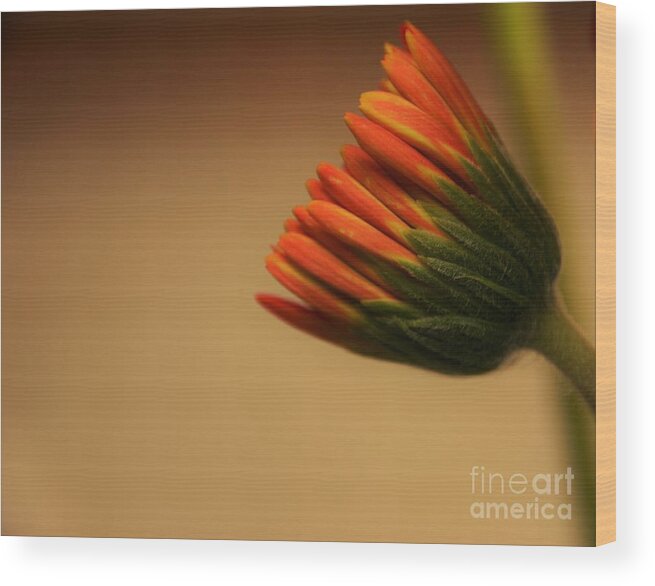 Adrian-deleon Wood Print featuring the photograph Wee Gerber Daisy in Bloom - Georgia by Adrian De Leon Art and Photography