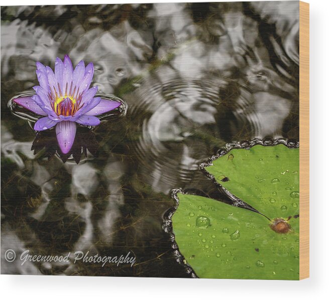 Lily Wood Print featuring the photograph Wet Lily by Les Greenwood