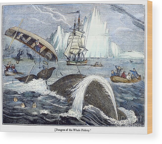 1833 Wood Print featuring the photograph Whaling, 1833 by Granger