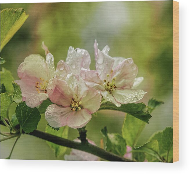 Appleblossoms Wood Print featuring the photograph When The Light Breaks Through by Sue Capuano