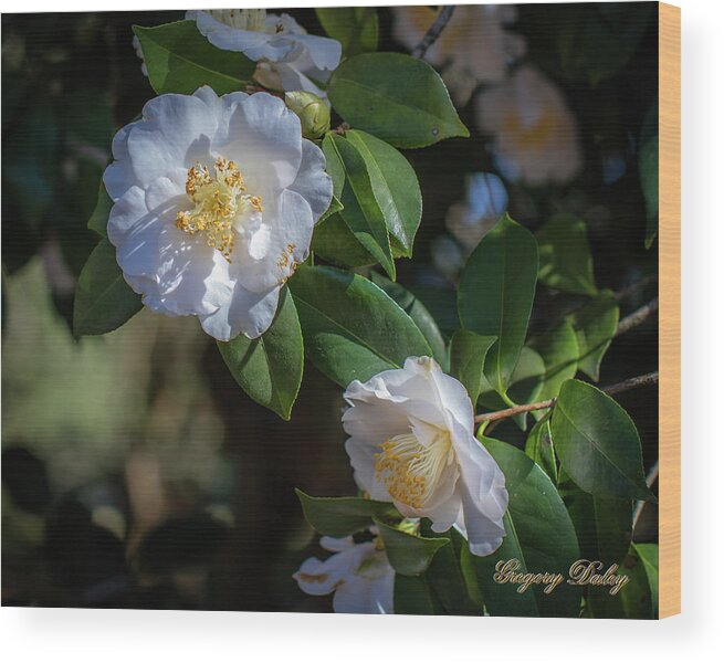 Ul Wood Print featuring the photograph White Camelia 02 by Gregory Daley MPSA