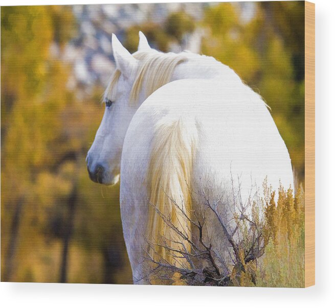 Horses Wood Print featuring the photograph White Mustang Mare by Waterdancer 
