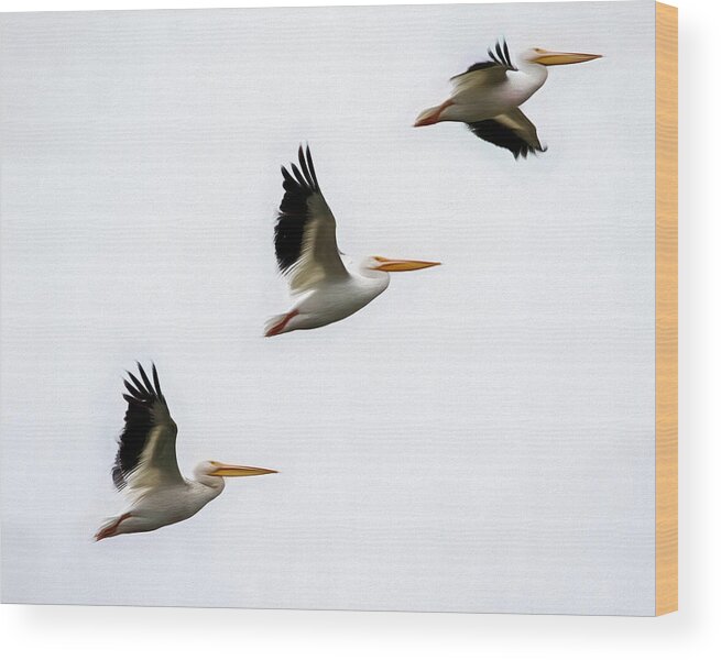 White Wood Print featuring the digital art White Pelicans by Glenn Woodell