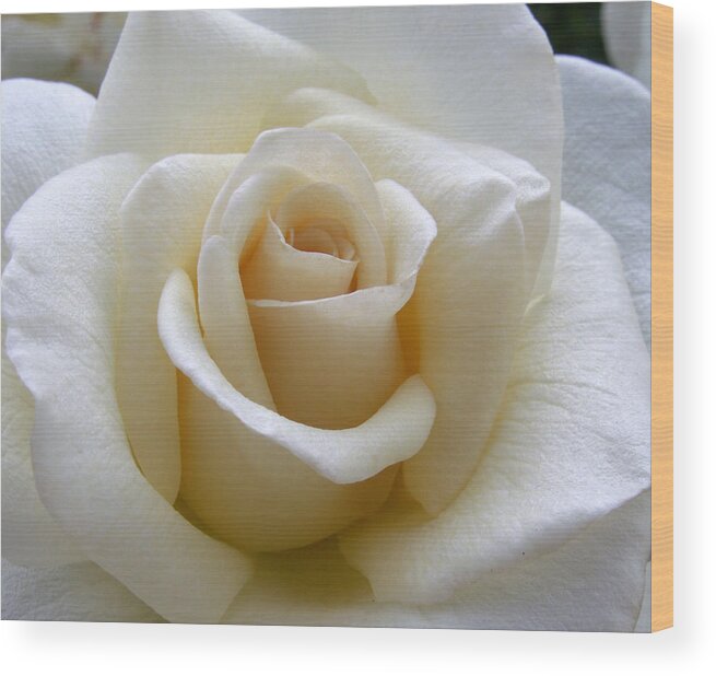 Roses Wood Print featuring the photograph White Rose by Amy Fose