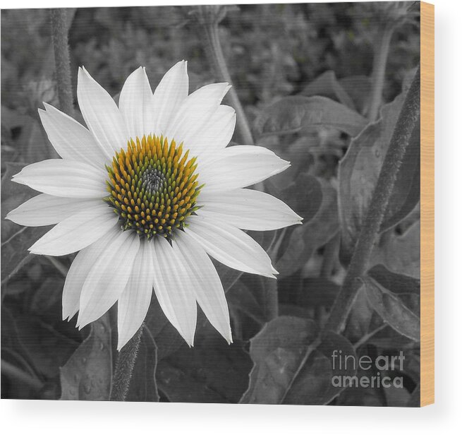Flower Wood Print featuring the photograph White Swan by Chad and Stacey Hall