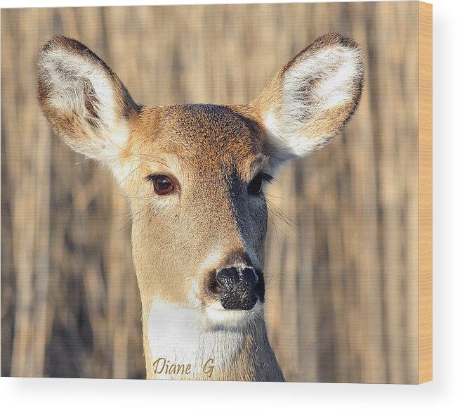White-tailed Deer Wood Print featuring the photograph White-tailed Deer by Diane Giurco