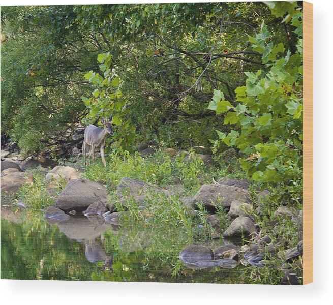 Whtietail Deer Wood Print featuring the photograph Whtietail Deer Along the Buffalo River by Michael Dougherty