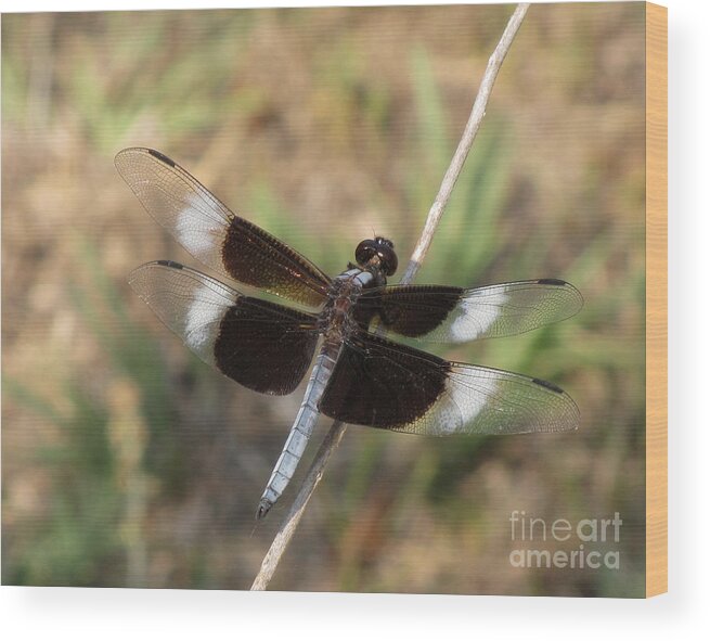 Dragonfly Wood Print featuring the photograph Widow Skimmer Dragonfly Male by Donna Brown