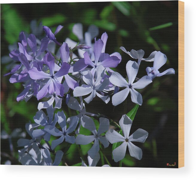 Phlox Family Wood Print featuring the photograph Wild Blue Phlox DSPF0395 by Gerry Gantt