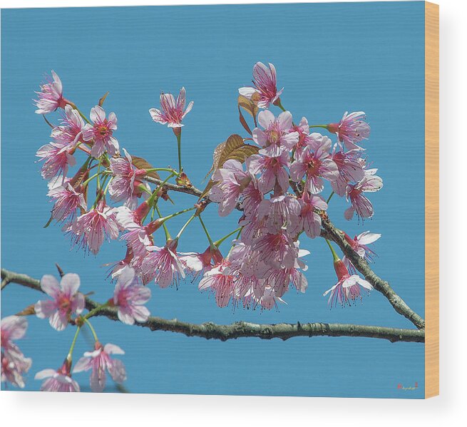 Nature Wood Print featuring the photograph Wild Himalayan Cherry DTHN0220 by Gerry Gantt