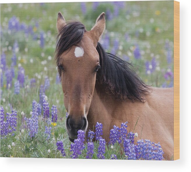 Wild Horse Wood Print featuring the photograph Wild Horse Among Lupines by Mark Miller