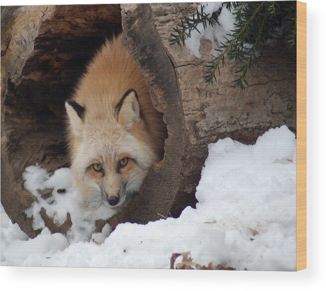 Fox Wood Print featuring the photograph Winter fox by Richard Bryce and Family