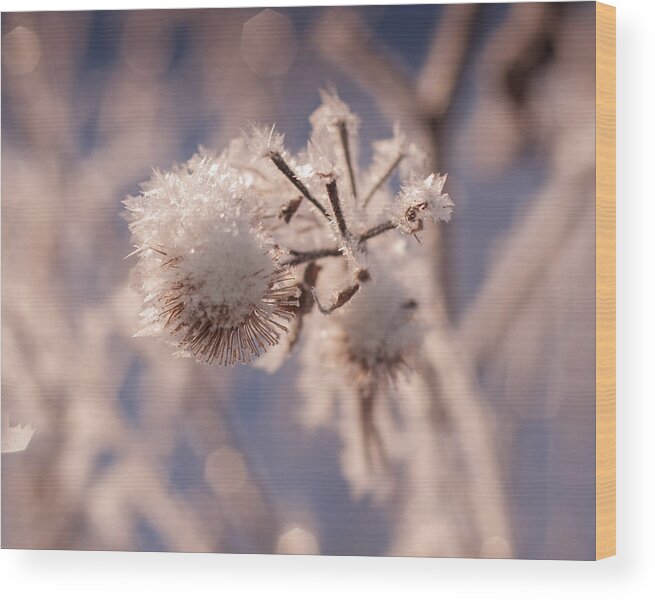 Frost Wood Print featuring the photograph Winter Frost by Miguel Winterpacht
