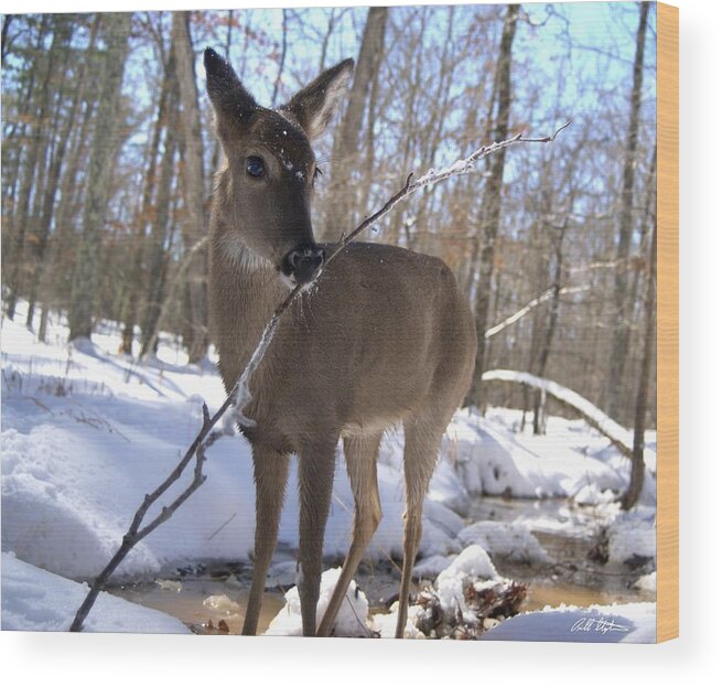 Deer Wood Print featuring the photograph Winter Fun by Bill Stephens