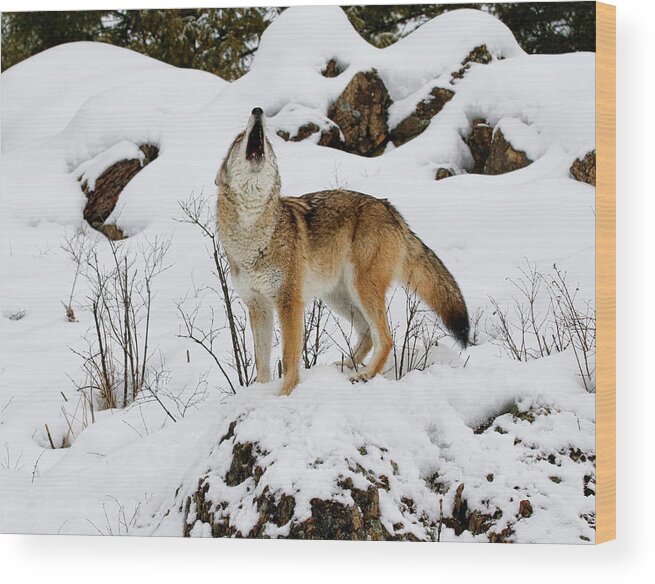 Coyote Wood Print featuring the photograph Winter Howl by Steve McKinzie