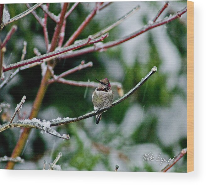 Snow Wood Print featuring the photograph Winter Solstice Hummer by Kate Lynch