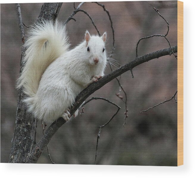 Wildlife Wood Print featuring the photograph Winter Squirrel by William Selander