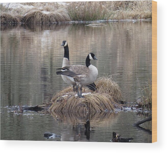 Pond Reflection Wood Print featuring the photograph Winter Surprise by I'ina Van Lawick