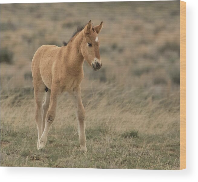 Wild Horse Wood Print featuring the photograph Wobbly Legs by Lois Lake