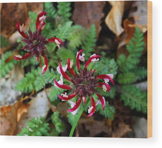 Wood Bentory Wood Print featuring the photograph Wood Bentony in Lost Valley by Michael Dougherty