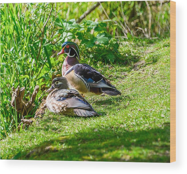 Wood Ducks Wood Print featuring the photograph Wood Duck Pair by Jerry Cahill